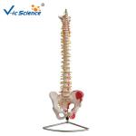 Life Size 9kgs 80x32x39cm Anatomical Skeleton Model