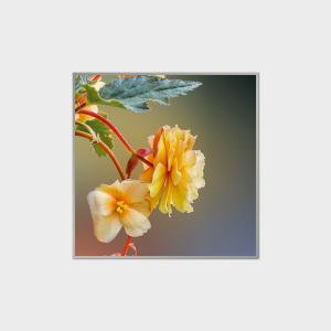 Wholesale 33.2 Inch Square LCD Display 420nits LVDS LCD Module For Shopping Malls from china suppliers