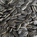 High-quality sunflower seed raw materials are sold directly from the production