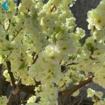 Yellow Fake Sakura Tree For Restaurant Decoration , Artificial Cherry Blossom
