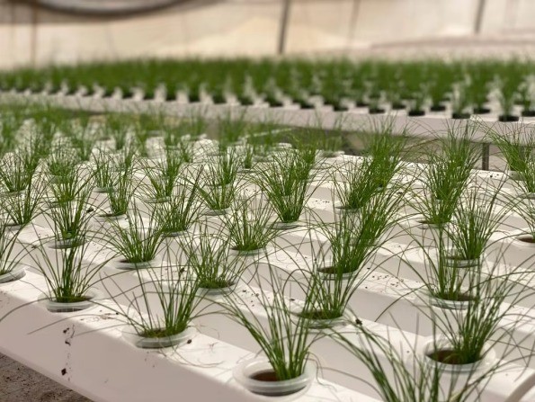 Customized Hydroponic NFT Pipe Greenhouse Flat PVC Tube Hydroponic Systems