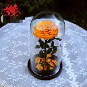 Wholesale Natural Fresh flower rose Preserved rose in glass terrariums with base for luxury gifts from china suppliers