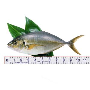 Wholesale Wintape Inches Waterproof Adhesive Tape With Large Marking For Fish Size Measuring from china suppliers