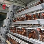 Semi Automatic Poultry Layer Cage 15000 Birds Manual Poultry Cage In Nigeria