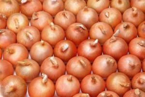 Wholesale Restaurant Aging Resistance Natural Fresh Onion from china suppliers