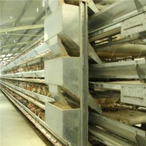 Wholesale Automatic Poultry Farm Feeder And Drinker , Steel Chicken Raising Equipment from china suppliers