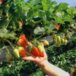 US Currency JX-A0023 Multi-Span Film Greenhouse for Planting Tomota Cucumber