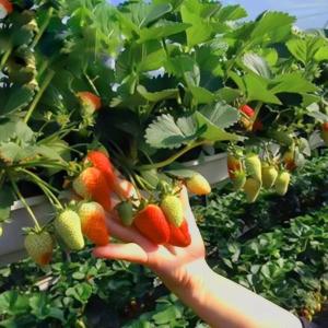 Wholesale US Currency JX-A0023 Multi-Span Film Greenhouse for Planting Tomota Cucumber Lettuce from china suppliers