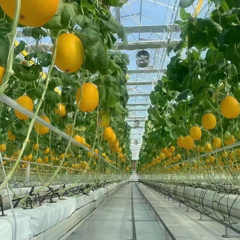 Drip Irrigation Glass Greenhouse Hydroponics System