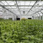 Commercial Light Deprivation Automatic Blackout Greenhouse OEM ODM