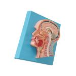Medical Education Human Anatomy Head Cross Section Model 35*30*5cm Size