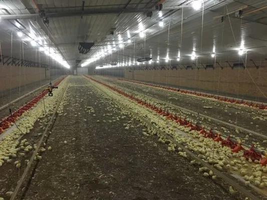 Anti Corrosive Steel Structure Poultry House Galvanized Farm Bird Shed