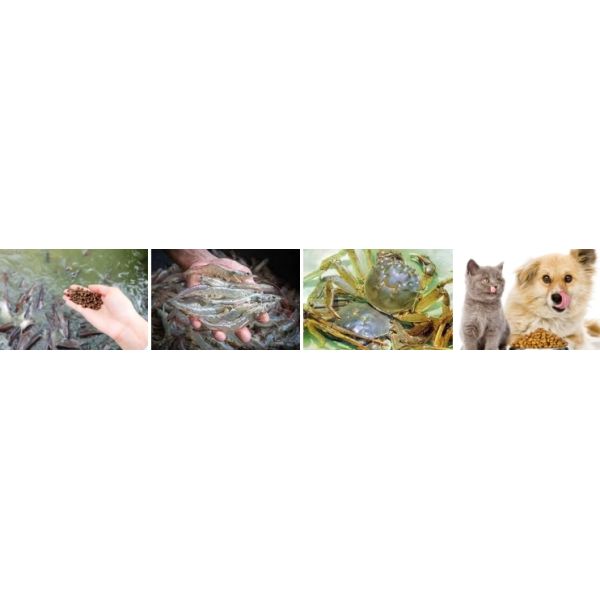 Cat Fish Dog Pet Food Animal Floating Price Feed Pellet Make Extruder Processing Machine for Fish Food