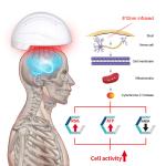 Light Therapy Photobiomodulation Helmet For Traumatic Events