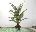 Spinulosa Fern Plants Bushes Fake Shrubs Greenery Plants Faux Fern Snakewood