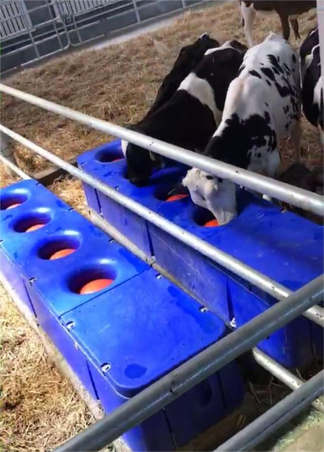Custom Rotomolding Oxen Horses and Sheep Water Trough