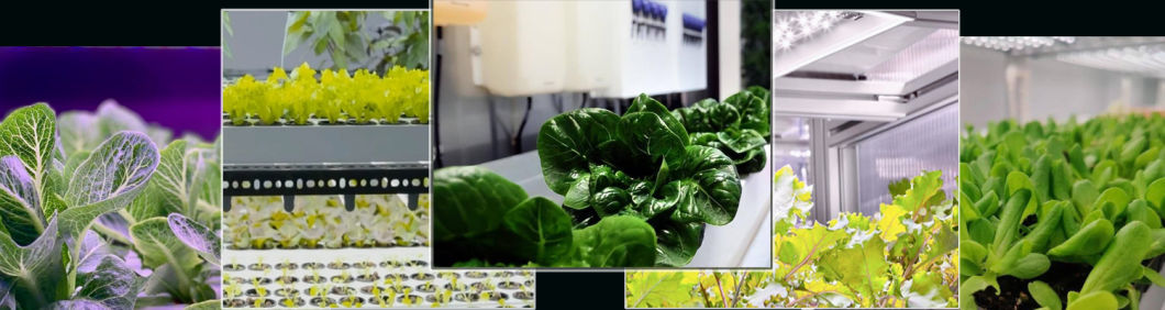 Shipping Container Greenhouse with Hydroponic Vertical Farming