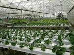 Provided Video Inspection 100*50mm PVC Planting Gully for Customized NFT