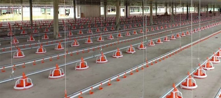 Broiler Automatic Feeder Chain Feeding System Poultry