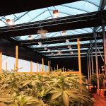 Hydroponic Poly Tunnel Blackout Auto Light Deprivation Greenhouse Medical Herbs