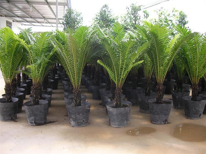 20 Gallon Plastic Nursery Pot High Intensity Polypropylene Plant Propagation Pots