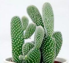 Wholesale Cactus extract, Chinese manufactuer , FDA registered, ISO certified, competitve price, 100% natural , reduce weight from china suppliers