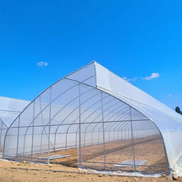 10ft Plastic Film Sawtooth Greenhouse Tunnel Tropical Top Ventilation Tomato