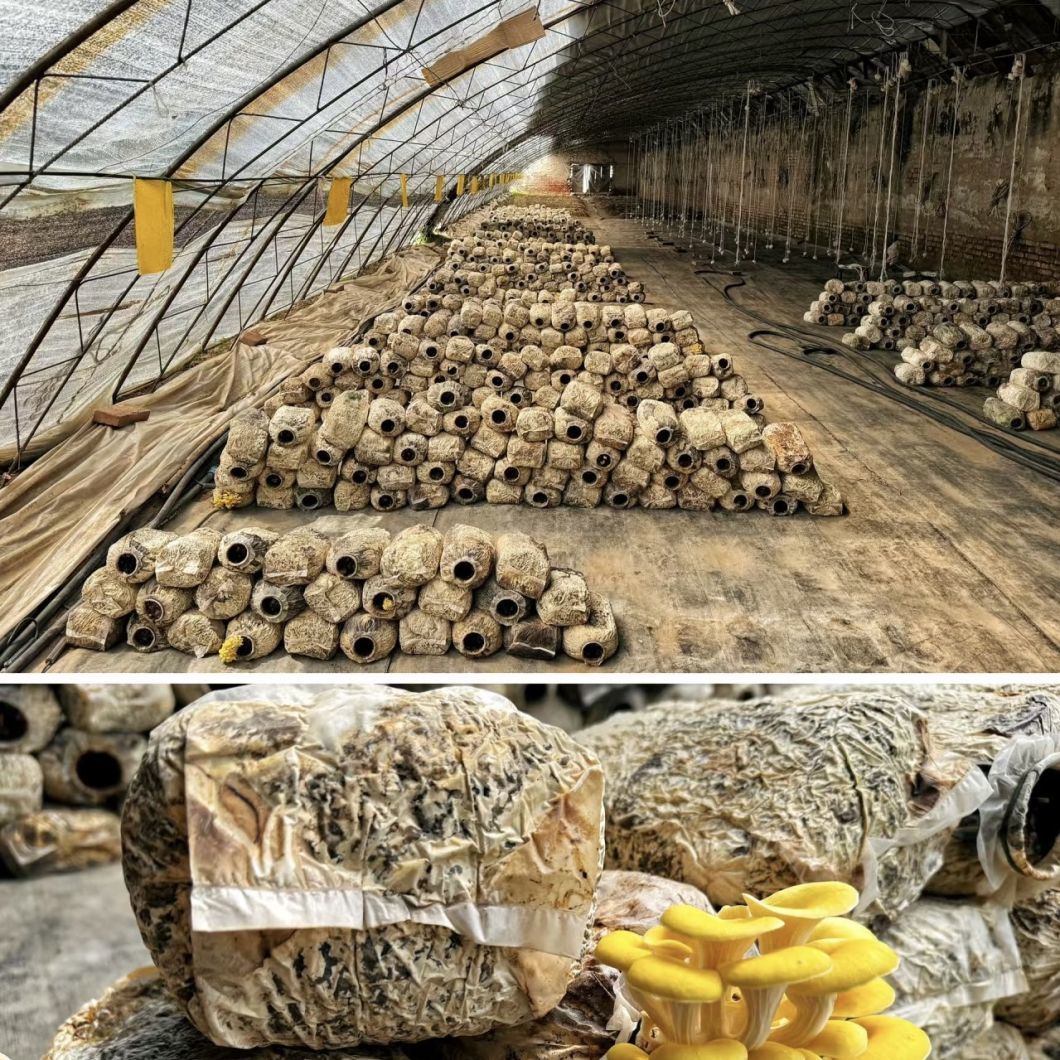 Sunlight Greenhouse Hydroponic Vegetable Production