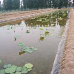 Anti Puncture and UV Resistant Geomembrane for Fish Ponds High Density