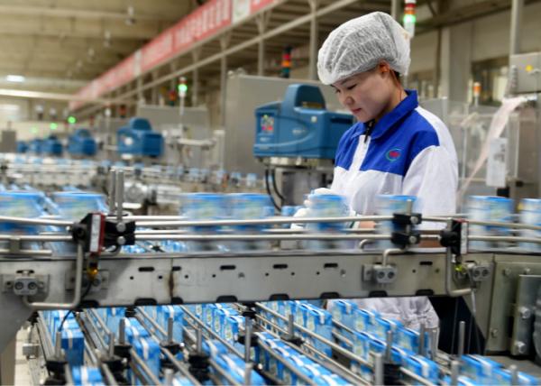 Lactic Acid Bacteria Dairy Production Line Yogurt Manufacturing Equipment /