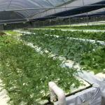 Po/PE Film Hydroponic Greenhouse For Vegetables Double Layer