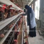 Customized Layer Chicken Cage , Q235 Low Carbon Steel Poultry Battery Cage Doris