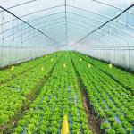 8x30 Meter Agricultural Commercial Vegetable Plastic Film Tunnel Greenhouse For