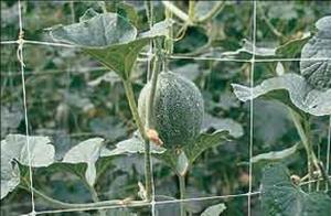 Wholesale Climbing Plant Support Netting from china suppliers