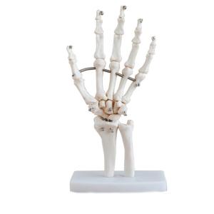 Wholesale Medical Anatomy Human Finger Bone With Articulated Joints Wrist Ulna And Radius from china suppliers