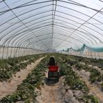 Agriculture Single Tunnel Plastic Film Greenhouse for Strawberry Planting