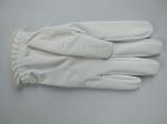 golf glove , golf gloves , glove , gloves