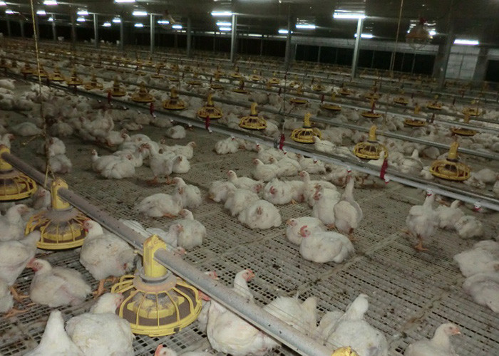 300g Pan Capacity Chicken Farm Equipment 380V 220V Broiler Raising