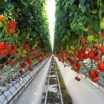 Multispan Glass Polycarbonate Film Greenhouse For Tomato Plants