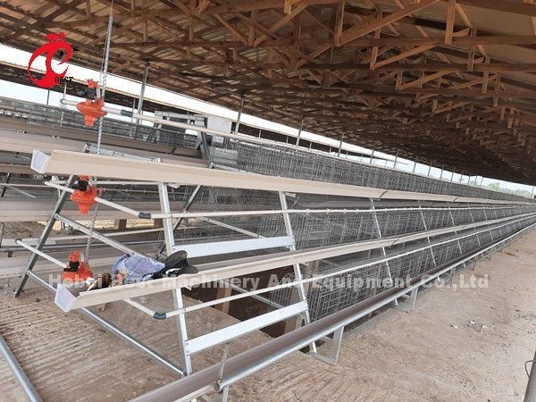 A H type Automatic Layer Poultry Equipment Breeder Chicken Cage System Sandy