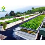 Tunnel Tomato Cooling System Multi Span Greenhouse Agriculture Commercial