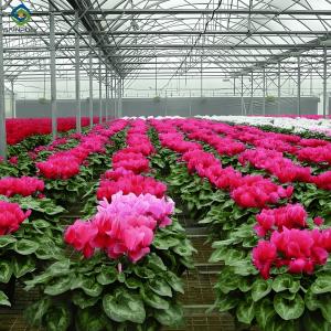 Wholesale Customized Flower Green House Easy Assembly Plant Greenhouses from china suppliers
