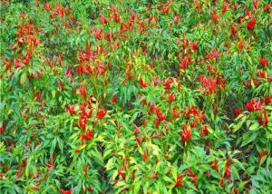 Wholesale Get Your Daily Dose of Calcium with Dehydrated Birds Eye Peppers in Your Diet from china suppliers