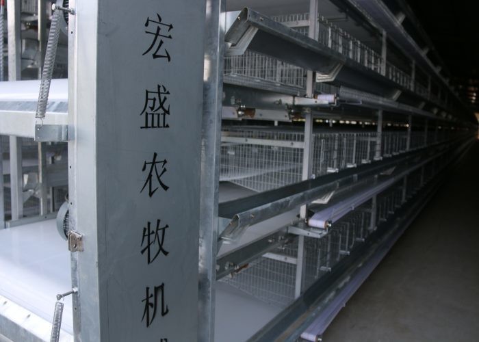 5 Tiers Automatic Manure Removal System Save Energy Consumption Customized Size
