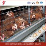 380V 5 Tier Automatic Chicken Layer Cage Equipment for Laying Eggs Ada