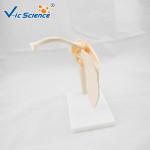 VIC-109 Medical Anatomical Shoulder Model / Shoulder Joint Model Labeled