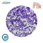 Powder Form 20bln cfu/g Probiotics For Animal Piglet