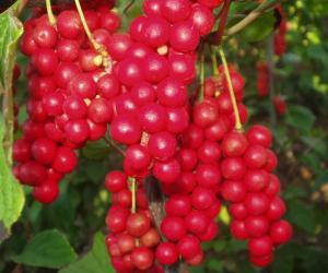 Wholesale 100% natural schiandrins,pure schisandra extract 1%~25% HPLC powder from china suppliers