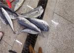 Fresh 100% Net Weight 3kg 4kg 5kg Frozen Mahi Mahi For Canned