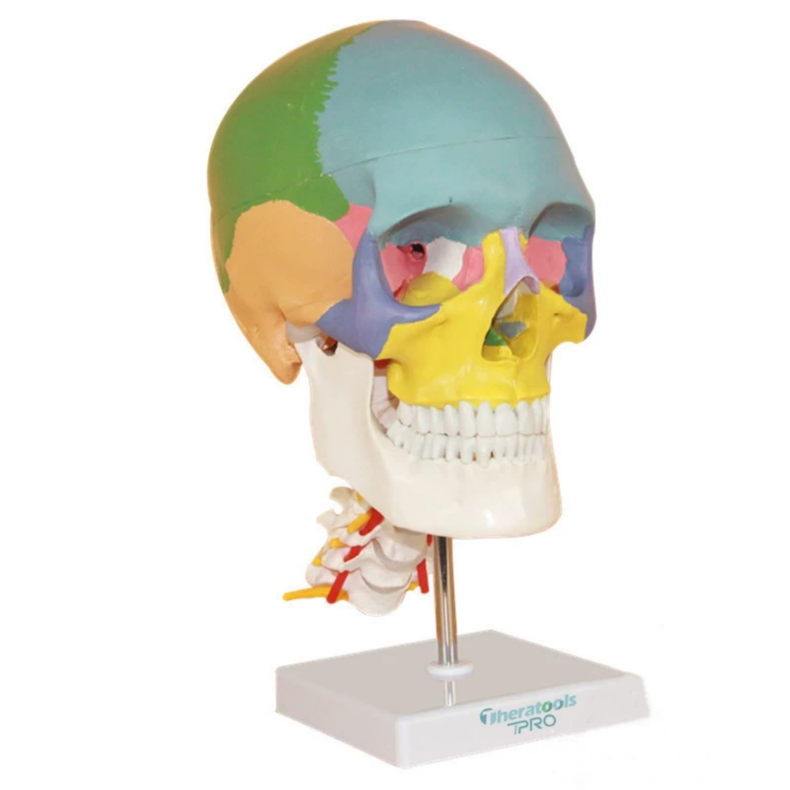 Three Parts Parietal Mandible Vertibra Human Color Life Size Medical Demonstration Head Bone Cervical Vertebra Model